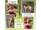 Adopt Gator a White Catahoula Leopard Dog / German Shepherd Dog / Mixed dog in
