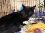 Adopt Sabrina a Black (Mostly) Domestic Shorthair cat in Arlington/Ft Worth