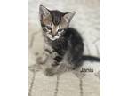 Adopt Janis a Gray, Blue or Silver Tabby Domestic Shorthair (short coat) cat in
