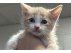 Adopt Muffasa a Tan or Fawn Domestic Shorthair / Domestic Shorthair / Mixed cat