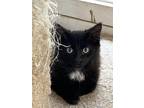 Adopt Salami a Black (Mostly) Domestic Mediumhair (medium coat) cat in Lakeland