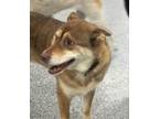 Adopt KODA a Brown/Chocolate - with White Husky / Mixed dog in West Chicago