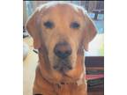 Adopt Barney Fife a Tan/Yellow/Fawn Labrador Retriever / Mixed dog in Torrance