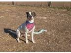 Adopt Dutton a Pointer / Mixed Breed (Medium) / Mixed dog in Lansing