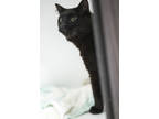 Adopt Luke Combs a All Black Domestic Shorthair / Domestic Shorthair / Mixed cat