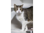 Adopt Knuckle a Brown Tabby Domestic Shorthair / Mixed Breed (Medium) / Mixed
