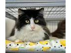 Adopt Mya a All Black Domestic Longhair / Domestic Shorthair / Mixed cat in