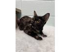Adopt Frick a All Black Domestic Shorthair / Domestic Shorthair / Mixed cat in