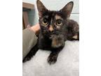 Adopt Frack a All Black Domestic Shorthair / Domestic Shorthair / Mixed cat in