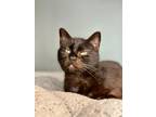 Adopt Sophie a All Black Domestic Shorthair / Domestic Shorthair / Mixed cat in