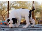 Adopt Cash a Black - with White Australian Cattle Dog / American Pit Bull