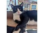 Adopt Loki a Black & White or Tuxedo Domestic Shorthair / Mixed (short coat) cat