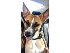 Adopt Samantha a Tan/Yellow/Fawn - with White Cattle Dog / Mixed dog in Marina