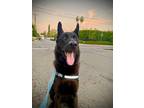 Adopt Duke a Black Belgian Tervuren / Mixed dog in Studio City, CA (41172156)