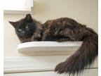 Adopt Benedict a All Black Domestic Longhair / Domestic Shorthair / Mixed cat in