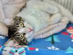 Adopt Rowan a White Domestic Shorthair / Domestic Shorthair / Mixed cat in