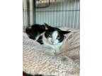 Adopt Kannon a All Black Domestic Shorthair / Domestic Shorthair / Mixed cat in
