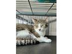 Adopt Gannon a Gray or Blue Domestic Shorthair / Domestic Shorthair / Mixed cat