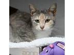 Adopt Possum a White Domestic Shorthair / Domestic Shorthair / Mixed cat in
