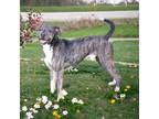 Adopt Leo a Brindle Plott Hound / Mixed Breed (Medium) / Mixed (short coat) dog