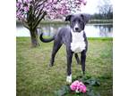 Adopt Candy a Black American Pit Bull Terrier / Mixed dog in Bedford