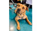 Adopt Reed Newberry a Tan/Yellow/Fawn Hound (Unknown Type) / American Pit Bull