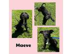 Adopt Maeve a Black - with White American Pit Bull Terrier / Mixed dog in