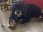 Adopt Jimmy a Black Cocker Spaniel / Mixed dog in Tulsa, OK (41171761)