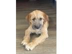 Adopt Shelby a Tan/Yellow/Fawn Terrier (Unknown Type, Small) / Mixed dog in
