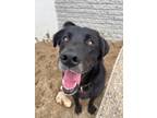 Adopt Tiberius a Black Labrador Retriever / Mixed dog in St.