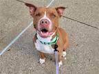 Adopt Silly a Tan/Yellow/Fawn - with White Pit Bull Terrier / Mixed dog in