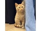 Adopt Mahomes a Orange or Red Tabby Domestic Shorthair (short coat) cat in