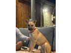 Adopt Reece (CP) a Tan/Yellow/Fawn - with White Carolina Dog / Carolina Dog dog