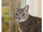 Adopt Marie a Gray or Blue Domestic Shorthair / Domestic Shorthair / Mixed cat