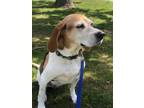 Adopt Cali a Black Beagle / Hound (Unknown Type) / Mixed dog in Simcoe