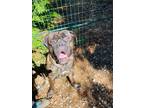 Adopt Arthur a Brindle Cane Corso / Mixed dog in Surrey, BC (41171322)