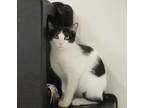 Adopt Justin a Black & White or Tuxedo Domestic Shorthair (medium coat) cat in