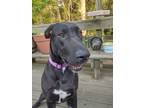 Adopt Reba a Black - with White Great Dane / Mixed dog in Huntsville