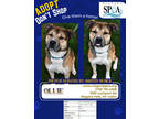 Adopt Ollie a Brown/Chocolate American Pit Bull Terrier / Husky / Mixed (short
