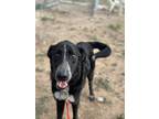 Adopt Linus K27 10/20/23 a Black Australian Cattle Dog / Mixed dog in San