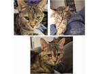 Adopt Teeny a Tiger Striped Domestic Shorthair / Mixed (short coat) cat in San