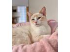 Adopt Lt. Dan a White (Mostly) Siamese (short coat) cat in Quincy, CA (40495374)