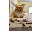 Adopt Forrest a Orange or Red Tabby Domestic Shorthair (short coat) cat in