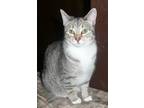 Adopt Bonnie (with Ginger) a Gray, Blue or Silver Tabby Domestic Shorthair