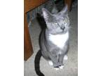 Adopt Ginger (with Bonnie) a Gray or Blue Domestic Shorthair (short coat) cat in