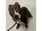 Adopt SLADE a American Pit Bull Terrier / Mixed dog in Midwest City