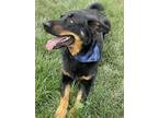 Adopt CHARLIE a Tan/Yellow/Fawn - with Black Australian Shepherd / German