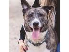 Adopt RYLAND a Brindle - with White Plott Hound / Husky / Mixed dog in Downey