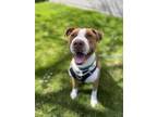Adopt Rollo a Brown/Chocolate - with White Pit Bull Terrier / Mixed Breed