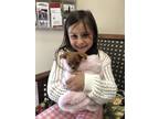 Adopt Dolly a Brown/Chocolate - with Tan King Charles Spaniel / Mixed dog in